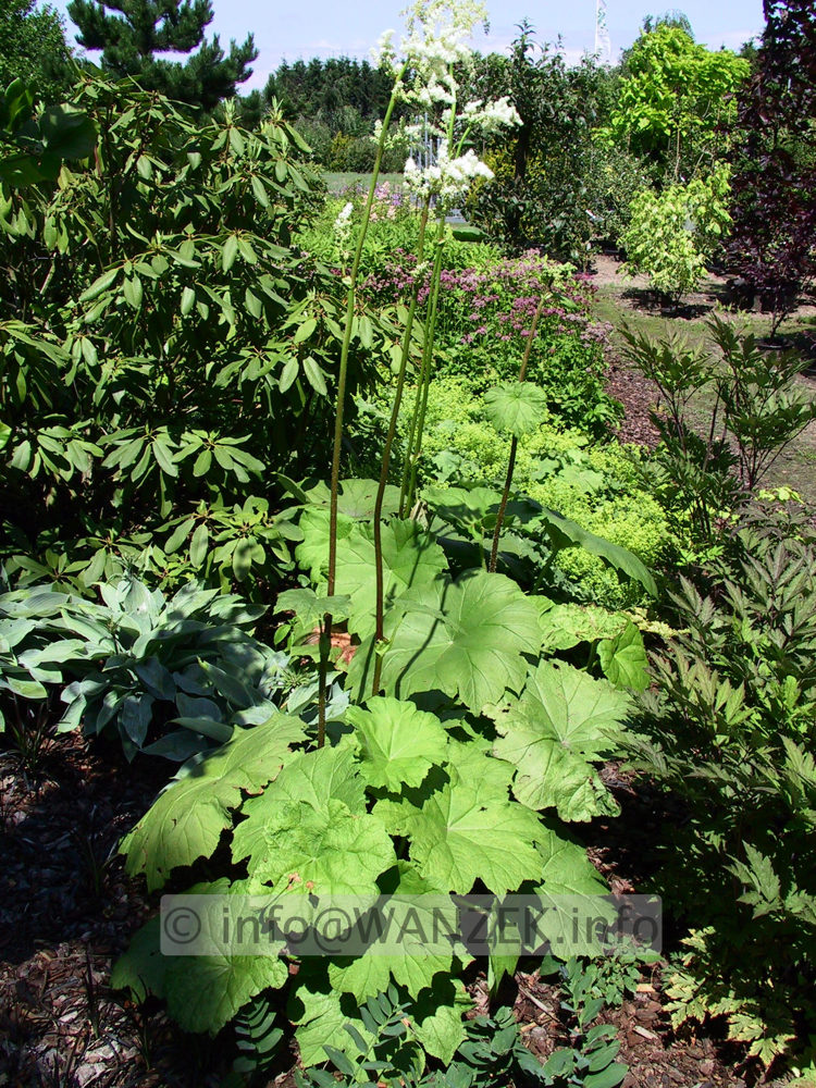 Rodgersia tabularis 02 bluehend.jpg